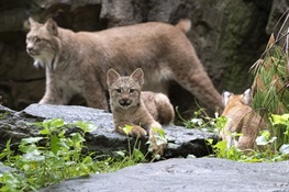 THREE Canada Lynx Cubs Debut at the Queens Zoo